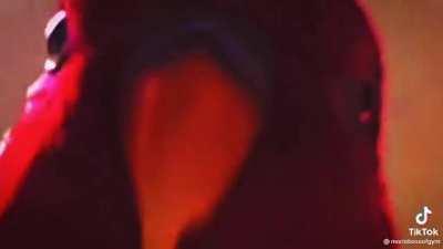 Hehe bird go brrrrrrrrrrrrr