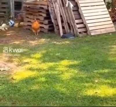 Cartoon like chicken reaction:)