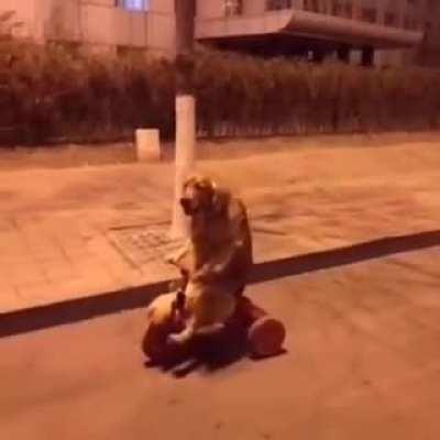 Barkcycle to haunt your dreams