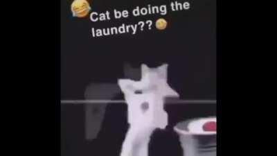 How tf is the cat washing?? What he doin though?? 🤔🤔🤔