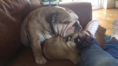 Please stop squishing me