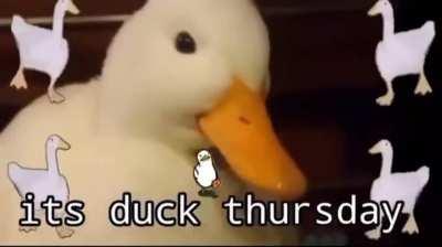 Welcome to Duck & Bass Thursday!