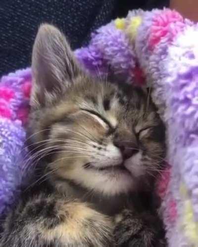 Dreaming about delicious leftovers.