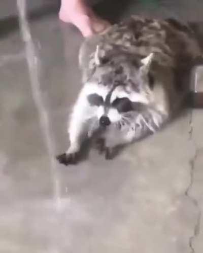 Trash panda playing with water.