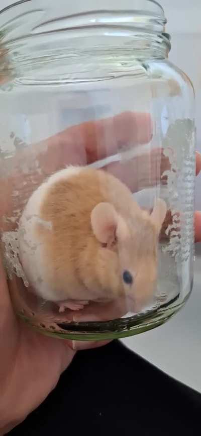 Ball is very happy in the jar