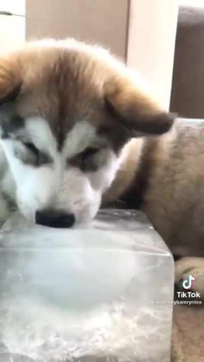 I can’t get over the snoot indent in the ice 🧊