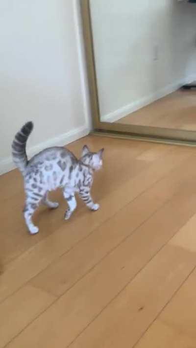 Meet Yuri. His first day home 🥹