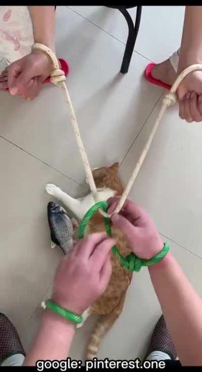 Two interactive kont games, do you understand?