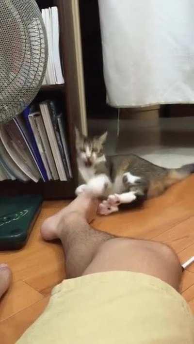 lIoN eAtS pOiSonEd BaIt AnD dIeS!!!!