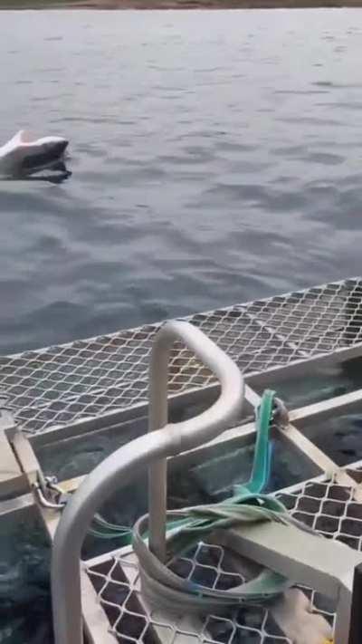 Great white accidentally puts itself into a state of tonic immobility after manoeuvring underneath this cage. This only ever happens when man made structures are involved, or if orca flip them over to eat their liver