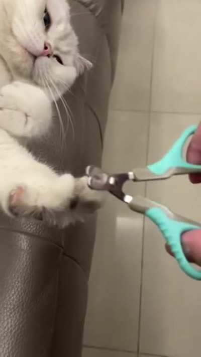 Cat being a Good Kitty