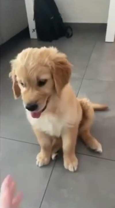 There are two types of dogs.