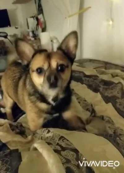 Just to be safe I wouldn’t feed him after midnight.