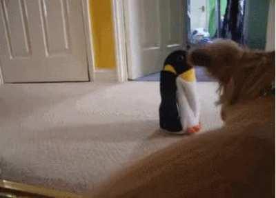 What is this strange creature?