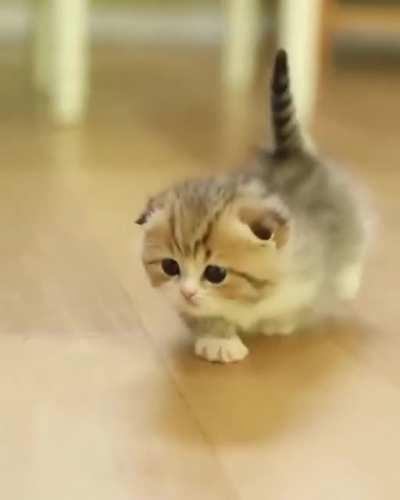 What is this, a cat for ants