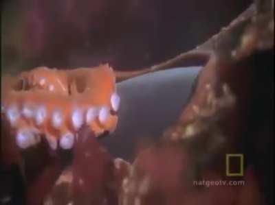 Осьминожка и рыбку съел...