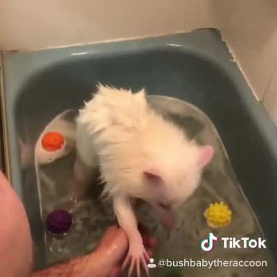 Bath night for Pearl