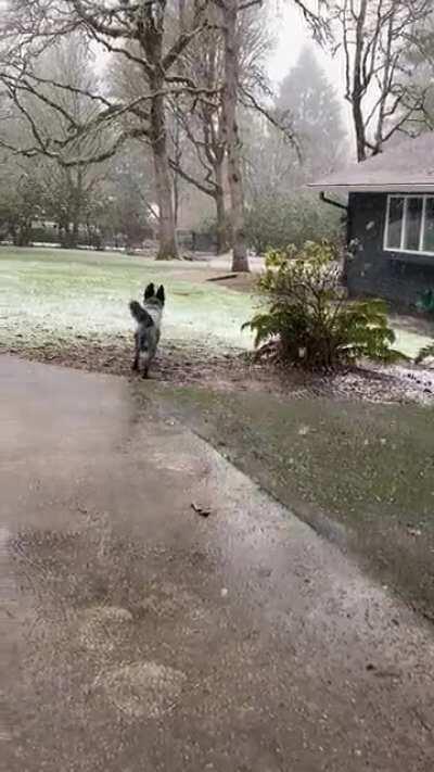 Alba is a recent rescue from Mexico - this is her first time seeing snowflakes