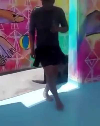 Blursed_ foche ammaestrate 🦭