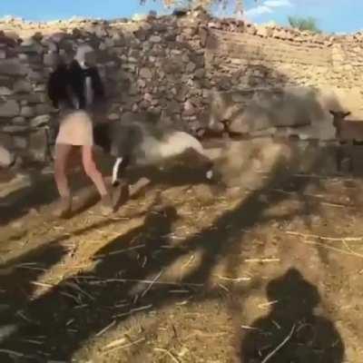 HMC while I take this lambs baby and kick dirt in it’s face.