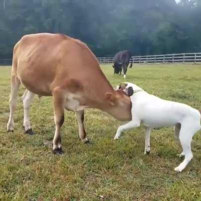 Puppy meets moo puppy