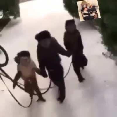 Muca e os amiguinhos passeando