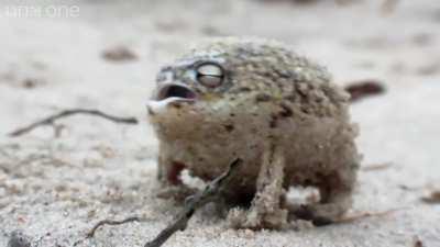 a cute tiny angry squeaking EMERGENCY FOOD