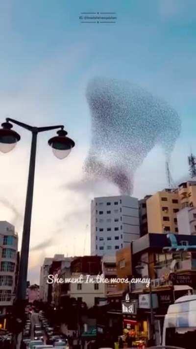 Birds are drawing on Tanger's III . IG @imadaitelmoqaddam