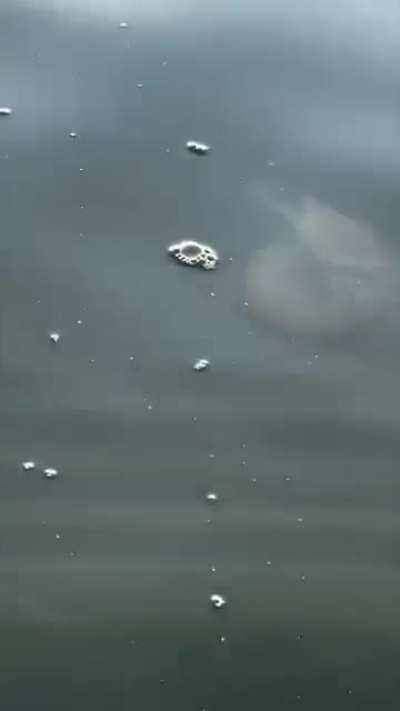 Not much just a crab riding a jelly fish