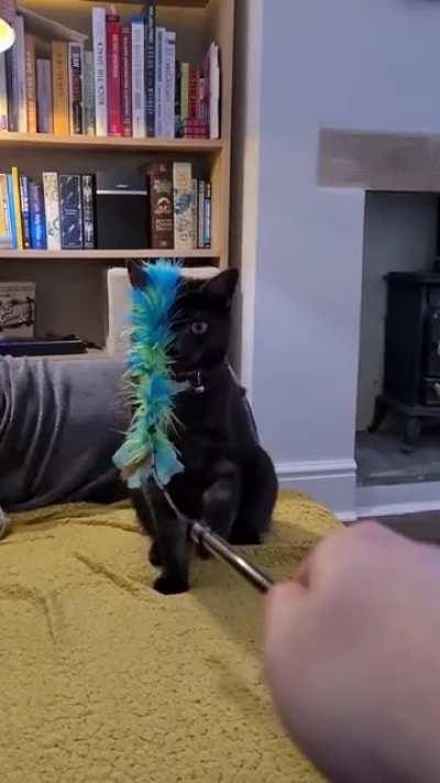 Cat.exe has stopped working.