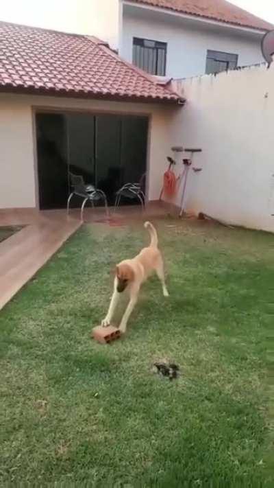 All he needs for happiness is a brick