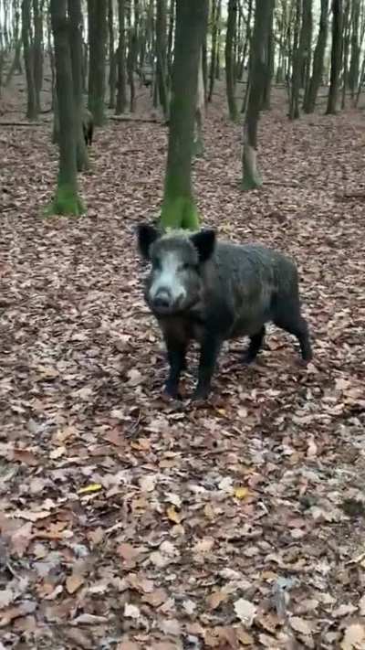 Ktorý divočák je restinko bambinko ?