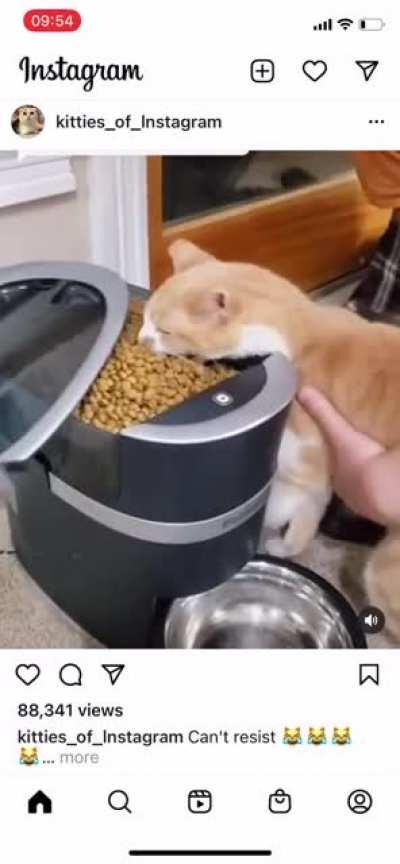 Found this on IF and laughed so hard there were tears. Who else has a hungry hungry hippo for a cat?