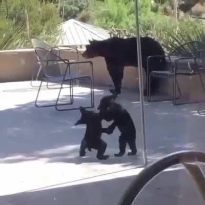 Thanks, I love Bear Cubs playing