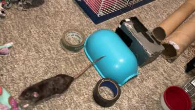 My smart pet rat Cracker is learning to backup onto a raised surface!