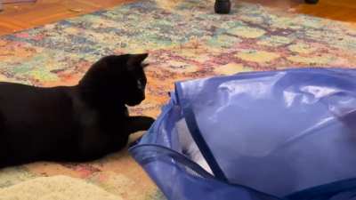 Leave my tail alone!