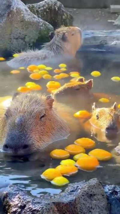 Capybara's taking a hot bath during winter in Itō, Japan.