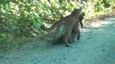Cougar dragging a White-tailed deer