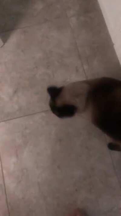 My cat Aries, who feels she must yell at me after every shower