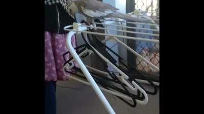 Heck-your-things_birb