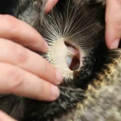 Have you ever seen an owl's ear? Sneak a peek of a Great Grey Owl ear - courtesy of the Alaska Raptor Center (more info in comments).