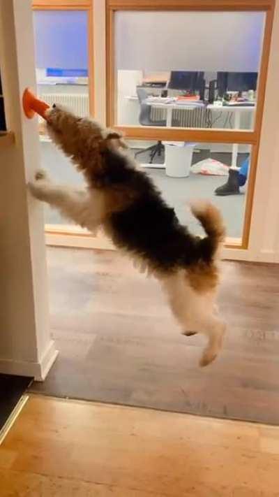 How strong is this dog's jaw?