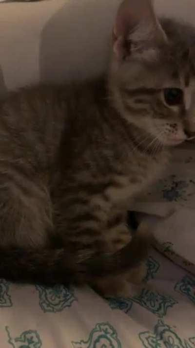 More of Belphie, my little screamer