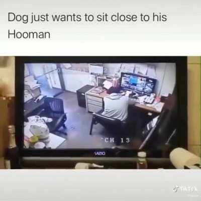 Dog is man's best friend...