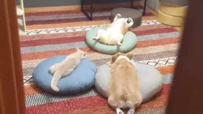 Better not interrupt this weird ritual...