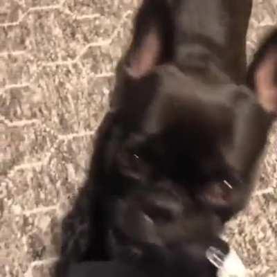 play with me please ( puppy eyes )