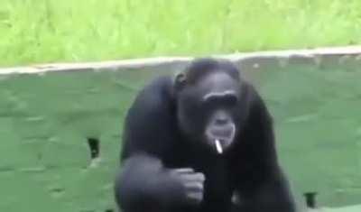 Monkey does a smoke