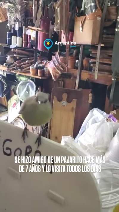 Se hizo amigo de un pajarito hace más de 7 años y lo visita todos los días