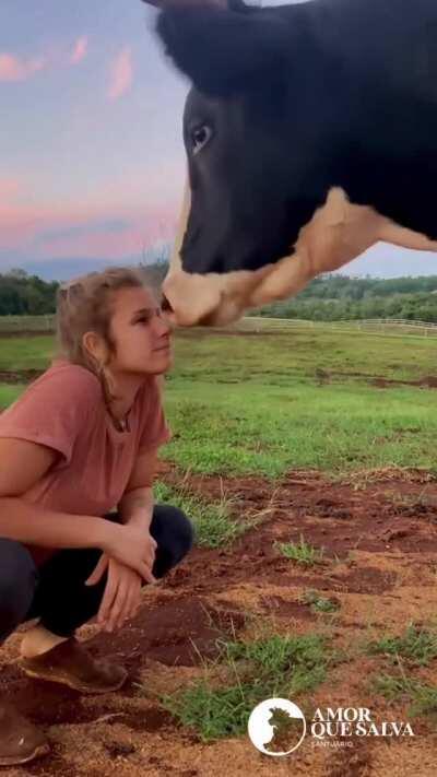 Cow returns a kiss