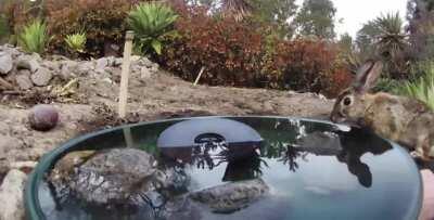 Полезный фонтанчик и..